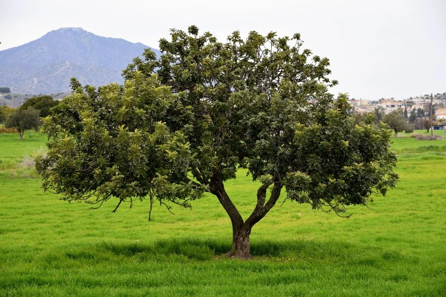 Carob tree in a field